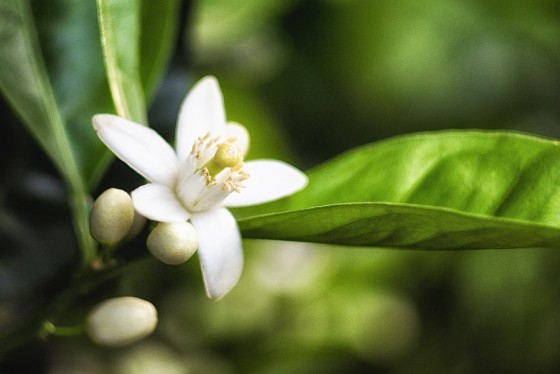 Neroli eteerinen öljy